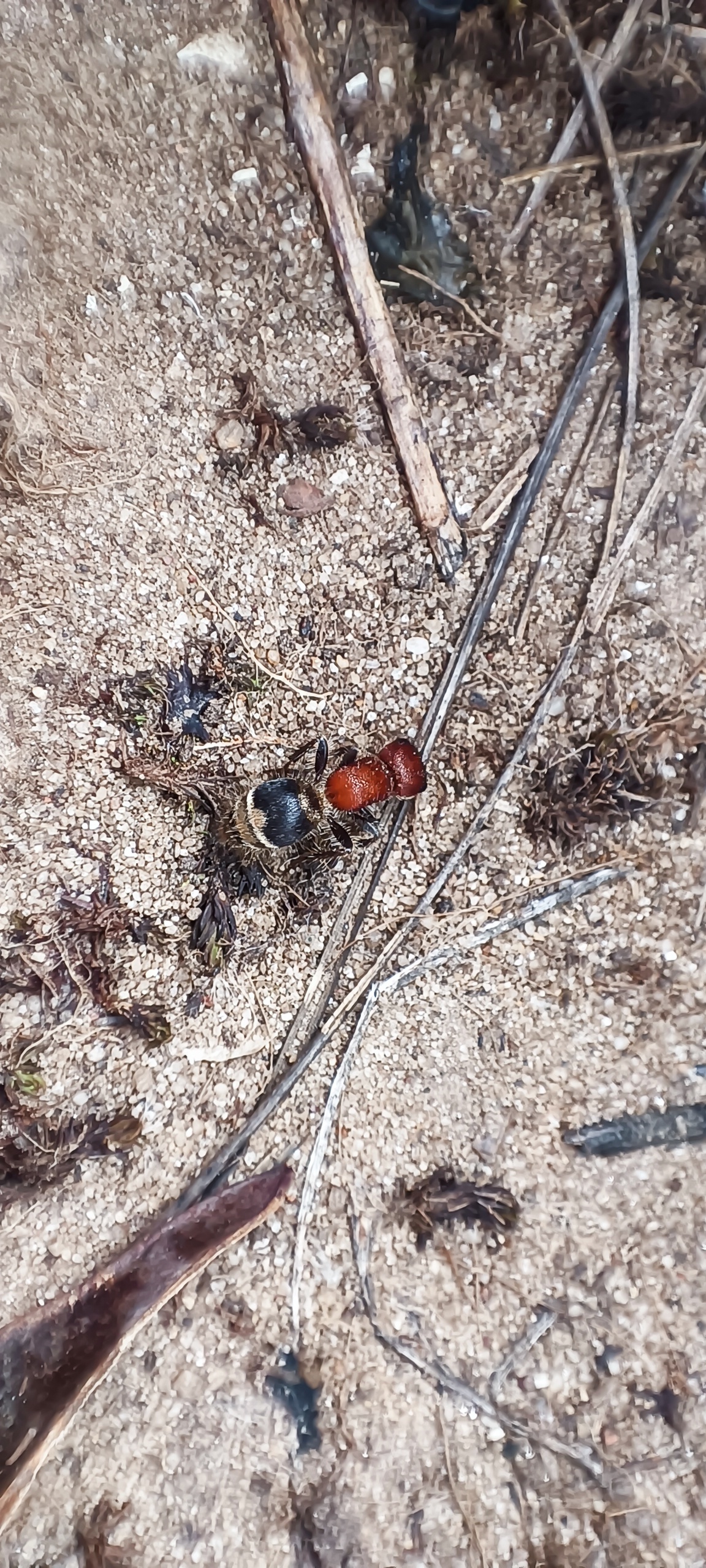 Myrmilla erythrocephala - vörösfejű hangyadarázs