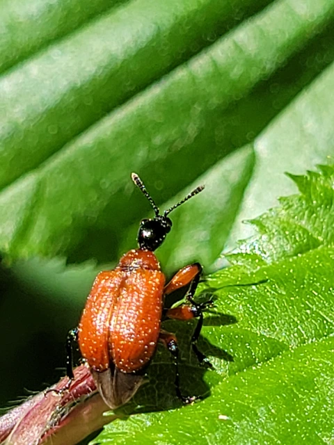 Apoderus coryli - mogyoró-levélsodró