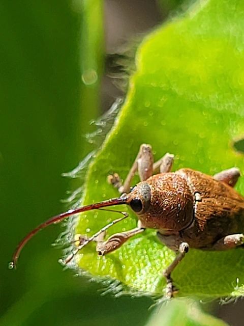 Curculio glandium - tölgymakkzsuzsóka