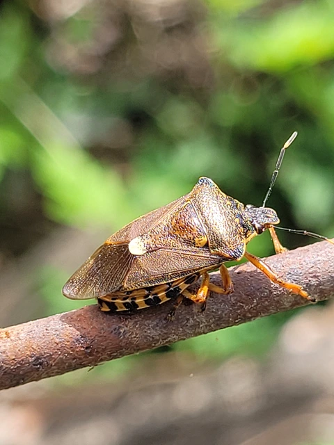Pinthaeus sanguinipes Pinthaeus sanguinipes