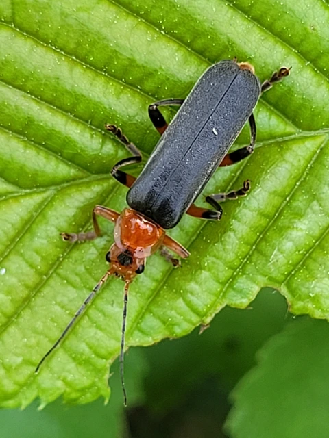 Cantharis livida - mezei lágybogár