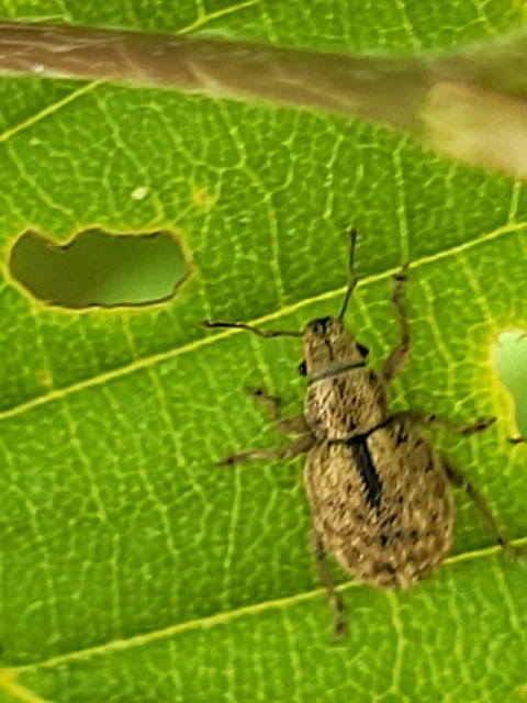 Strophosoma melanogrammum - feketejegyes ormányos