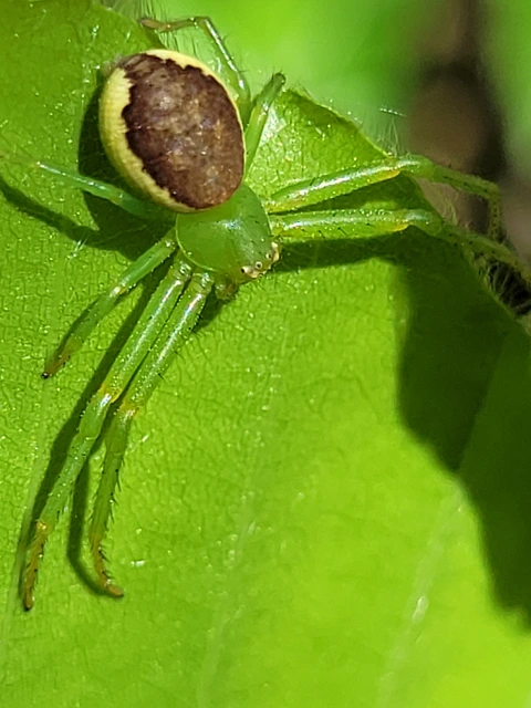 Diaea dorsata - címeres karolópók