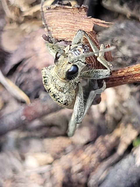 Rhagium mordax - cser-tövisescincér