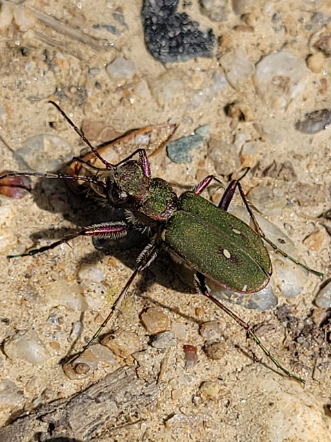 Cicindela campestris - mezei homokfutrinka