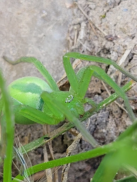 Micrommata virescens - hunyópók
