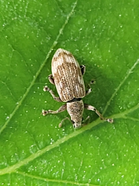 Polydrusus tereticollis - szalagos lombormányos
