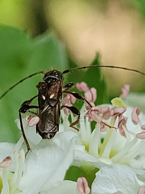 Molorchus minor - kis légycincér