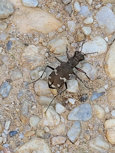 Cicindela sylvicola - erdei homokfutrinka