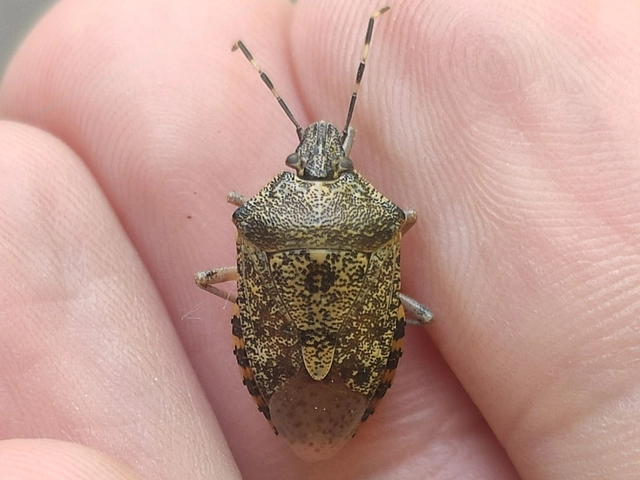 Rhaphigaster nebulosa - bencepoloska