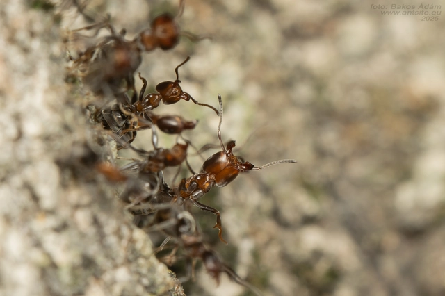 Liometopum microcephalum - tölgyfahangya