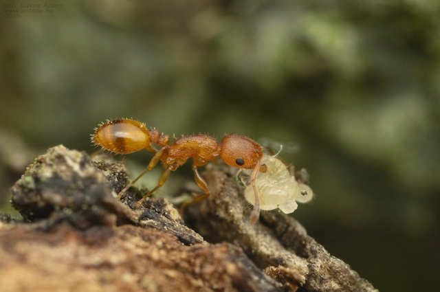 Temnothorax turcicus - sárga kéreghangya