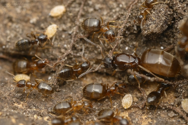 Plagiolepis pygmaea - lapos törpehangya