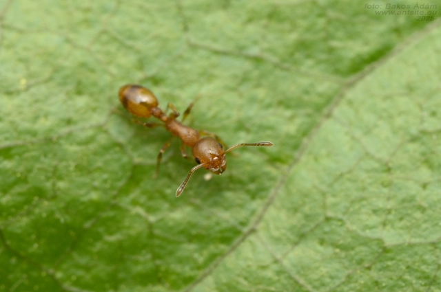 Temnothorax unifasciatus - gyűrűs kéreghangya