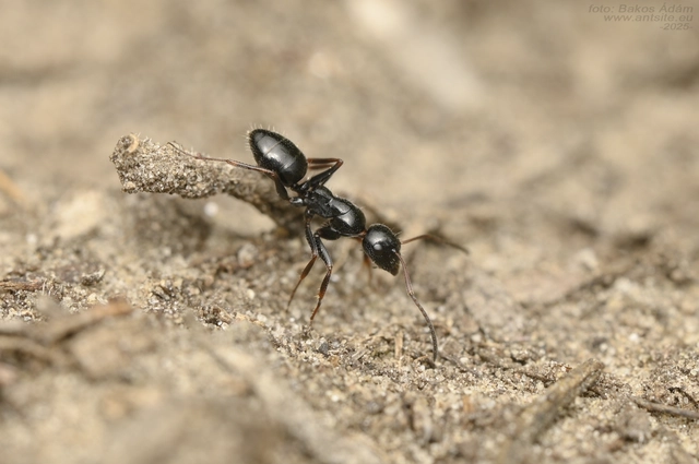 Camponotus atricolor - nyerges lóhangya