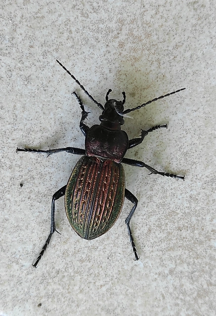 Carabus ulrichii - rezes futrinka Carabus ulrichii - rezes futrinka
