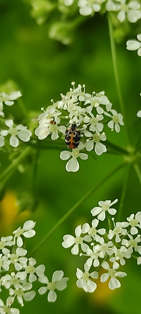 Anthrenus scrophulariae - nagy múzeumbogár