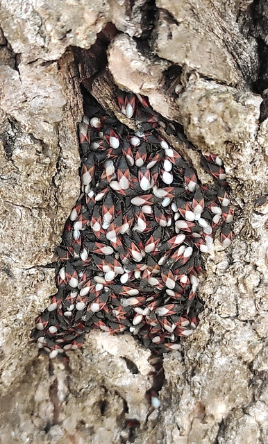 Oxycarenus lavaterae - hársbodobács