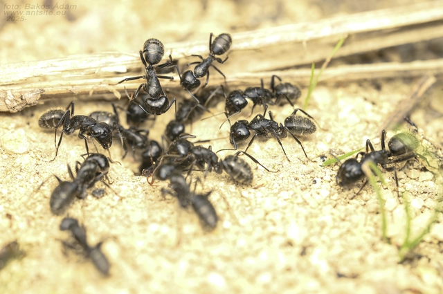 Camponotus vagus - fekete lóhangya