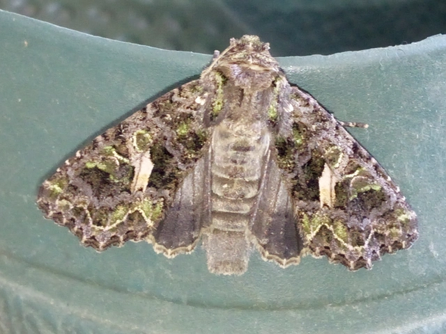 Trachea atriplicis - nyári zöldbagoly