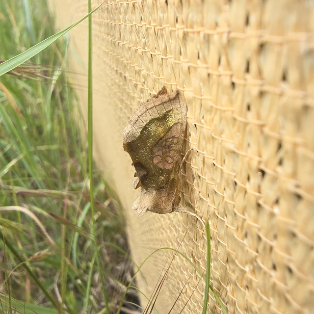 Diachrysia stenochrysis - rejtőző aranybagoly