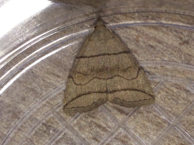 Herminia grisealis - ligeti karcsúbagoly