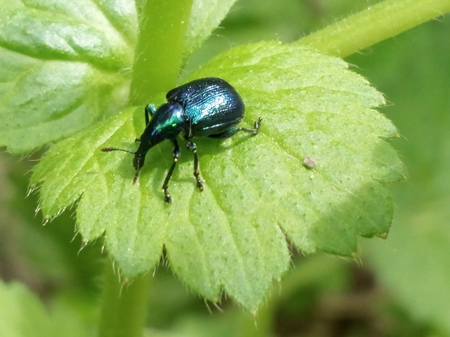 Byctiscus betulae - szőlő-levélsodró