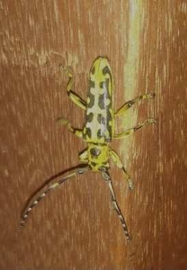 Saperda scalaris - létracincér