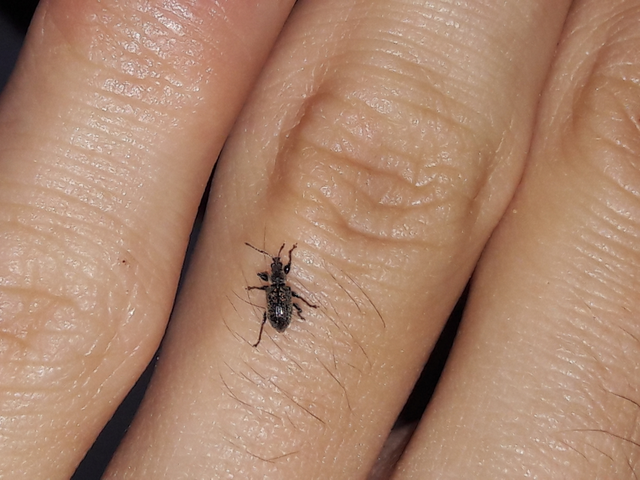 Phyllobius betulinus - változékony levélormányos