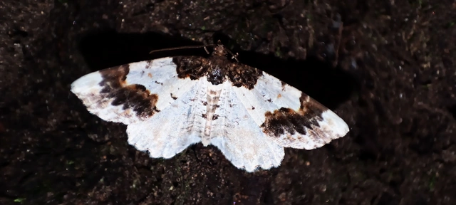 Ligdia adustata - barna levélaraszoló