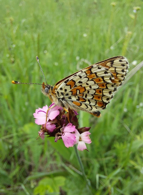 Melitaea cinxia - réti tarkalepke