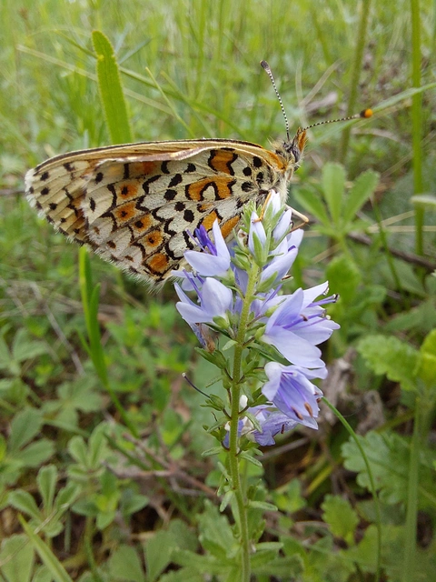 Melitaea cinxia - réti tarkalepke