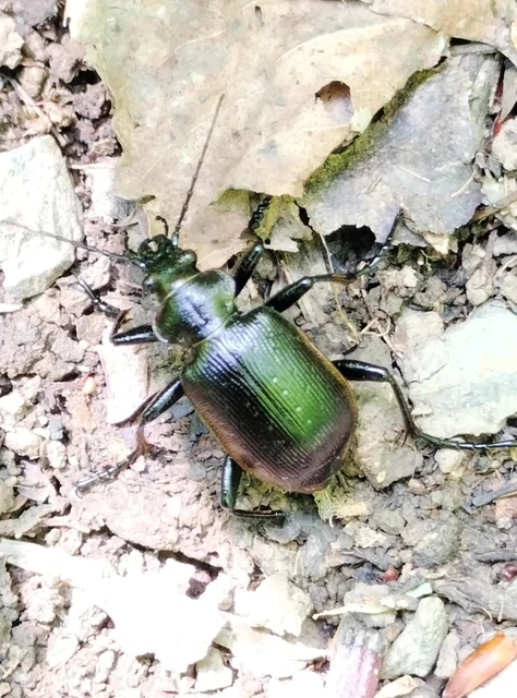 Calosoma inquisitor - kis bábrabló