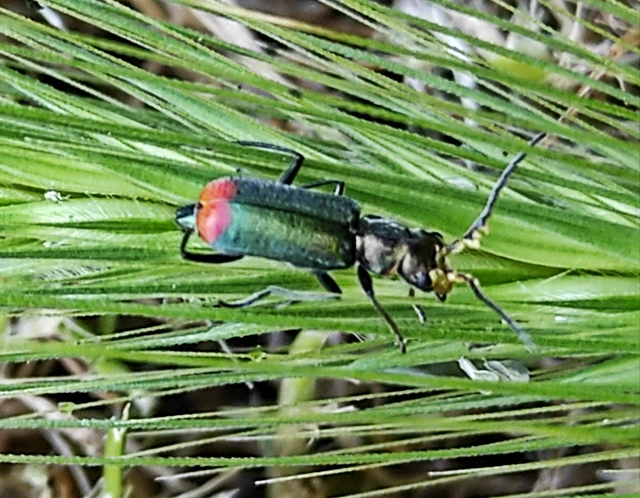 Malachius bipustulatus - kétfoltos bibircsesbogár