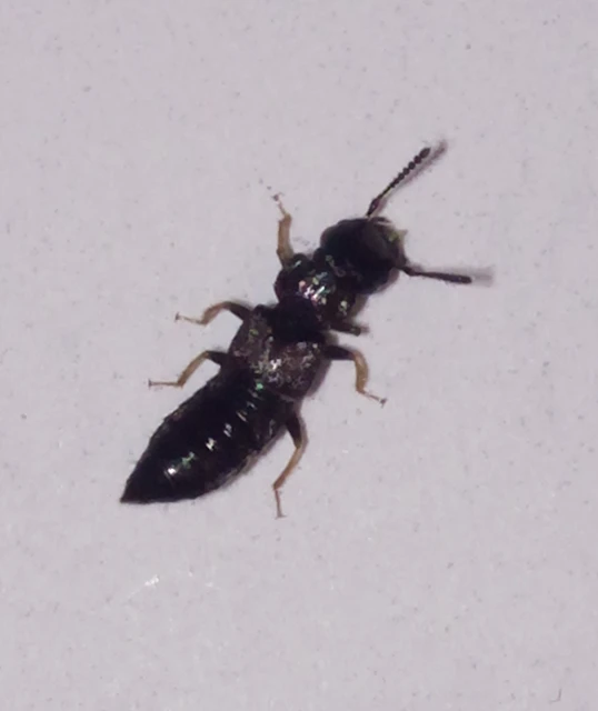 Anotylus Anotylus