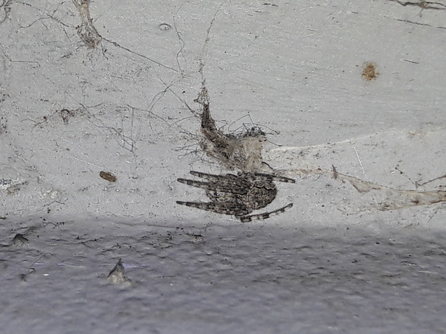 Larinioides