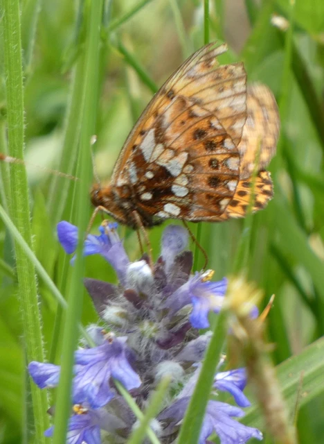 Boloria dia - kis gyöngyházlepke