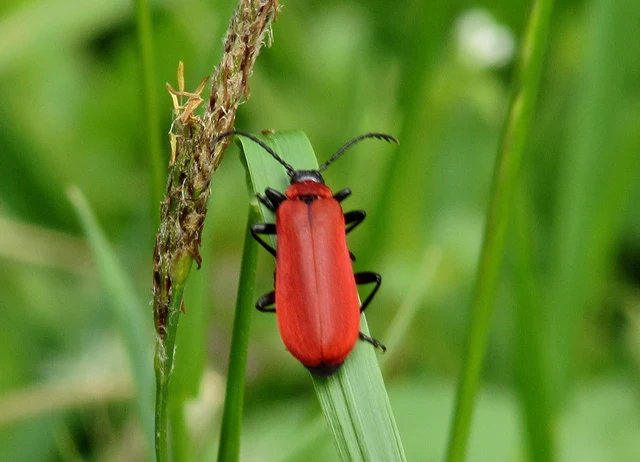 Pyrochroa coccinea - nagy bíborbogár