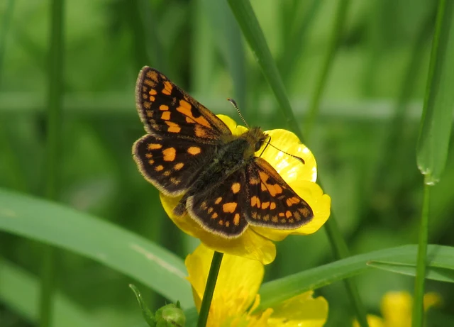Carterocephalus palaemon - kockás busalepke