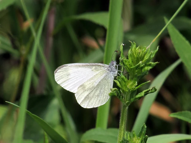 Leptidea sinapis - mustárlepke