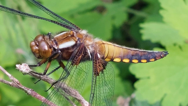 Libellula depressa - széles laposacsa