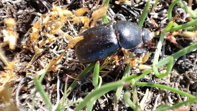 Pentodon idiota - butabogár