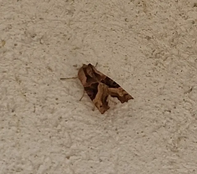 Phlogophora meticulosa - vándorló csipkésbagoly