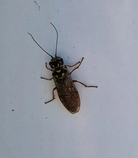 Acantholyda posticalis