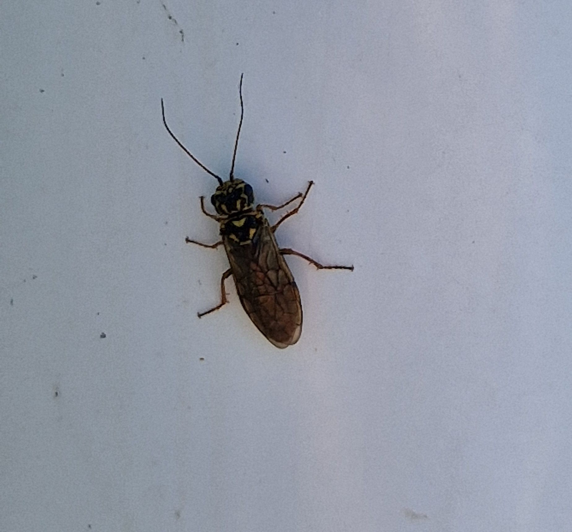 Acantholyda posticalis
