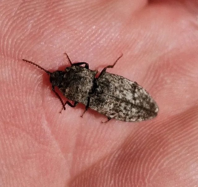Agrypnus murinus - egérszínű pikkelyespattanó