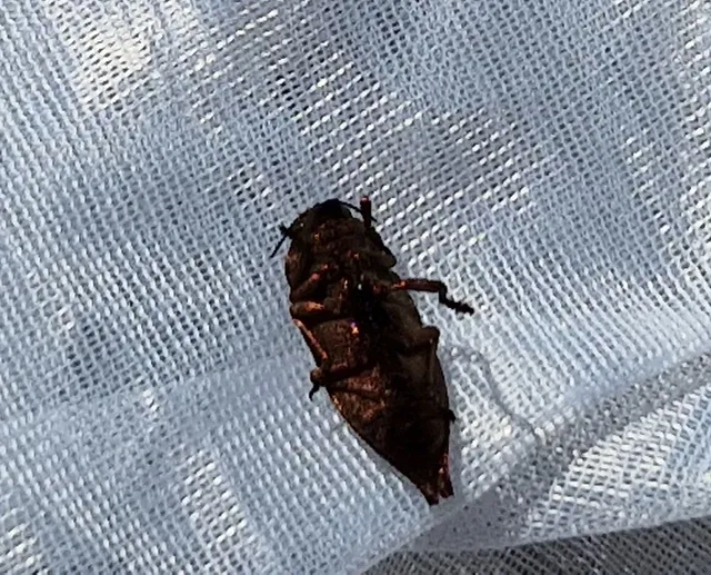 Dicerca
