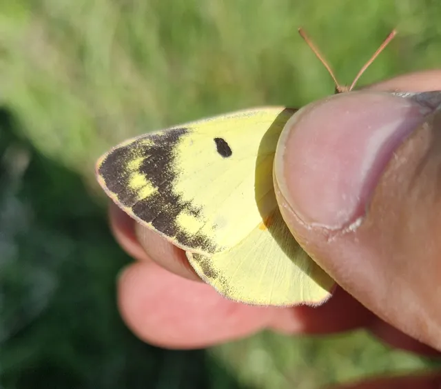 Colias alfacariensis - déli kéneslepke