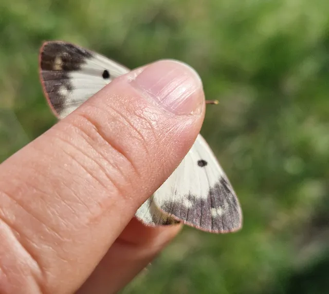 Colias alfacariensis - déli kéneslepke