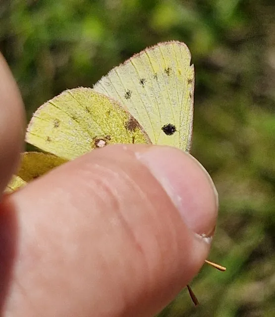 Colias hyale - kéneslepke